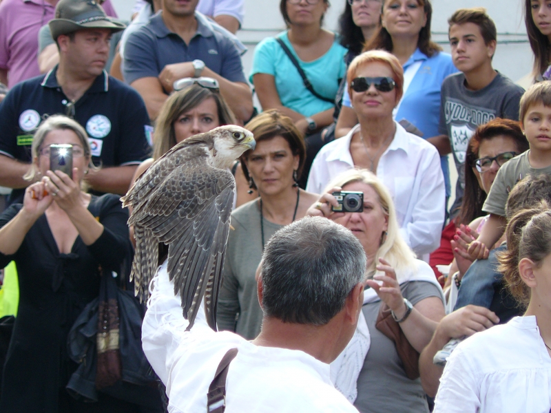 L'esibizione dei Falconieri del Rosone di Sulmona