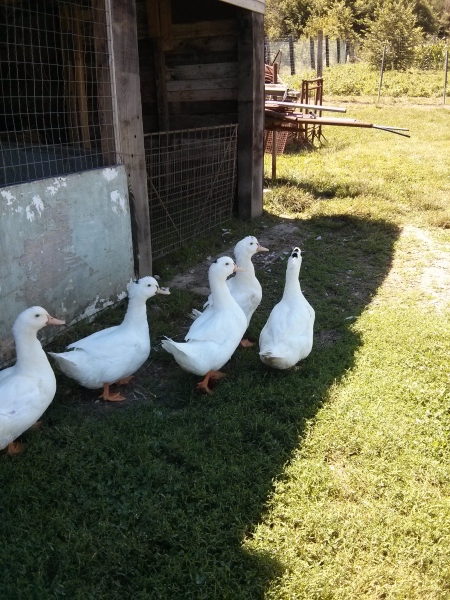 Animali da cortile e allevamento